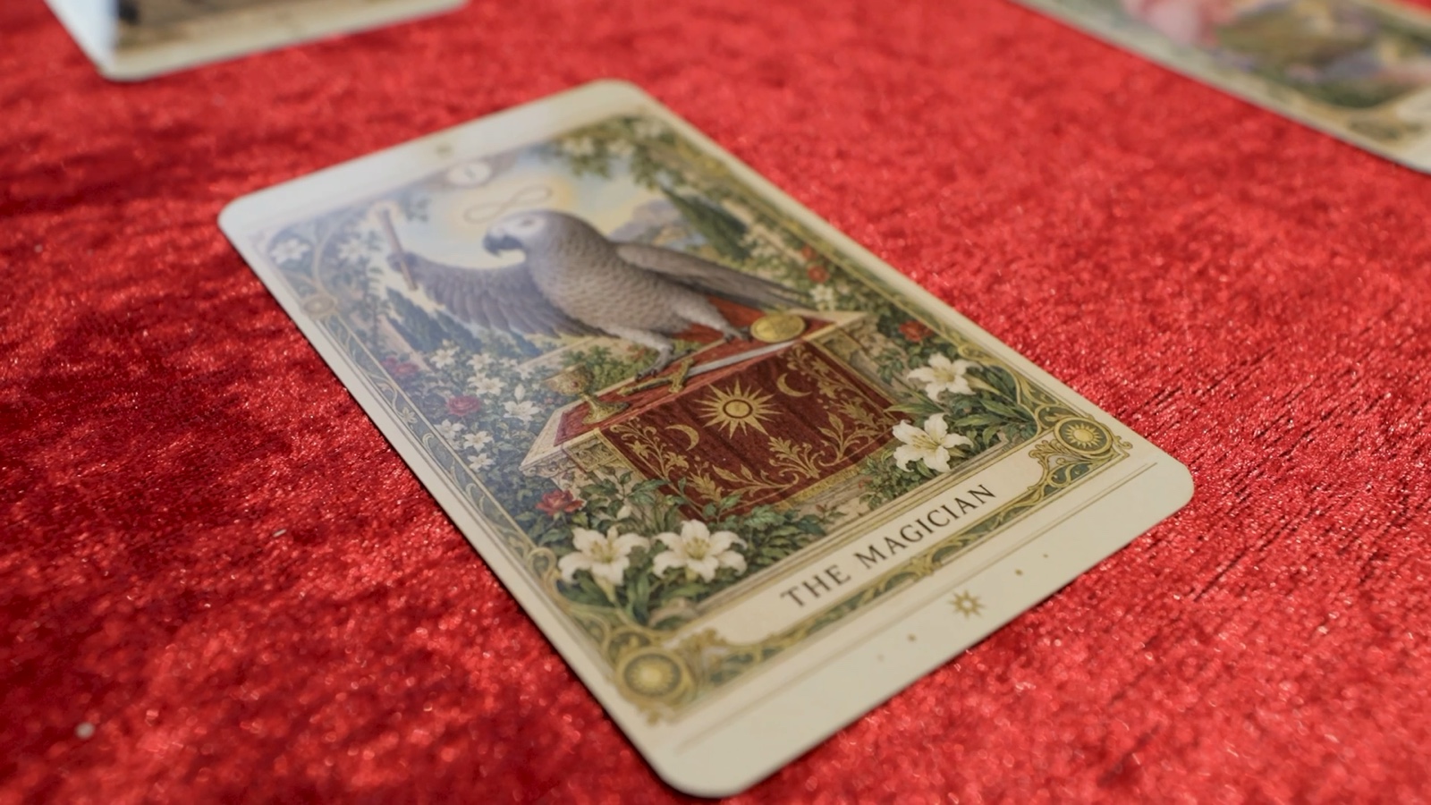 The Magician cockatoo card displayed on the red fortune-telling table.